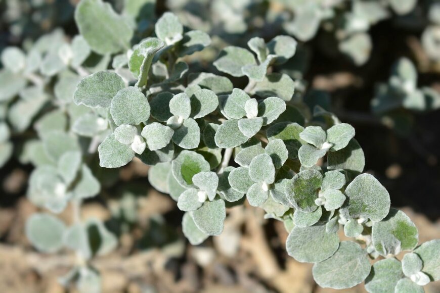 産毛に覆われたヘリクリサム・ペティオラレの葉