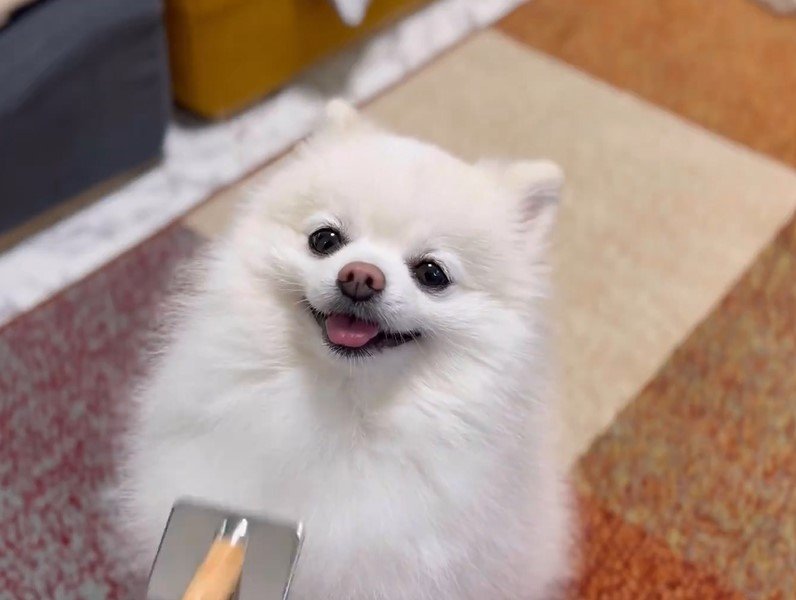 ブラッシングされる犬