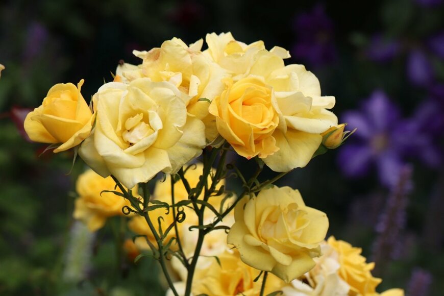 黄色い花を咲かせている、レヨン・ドゥ・ソレイユ