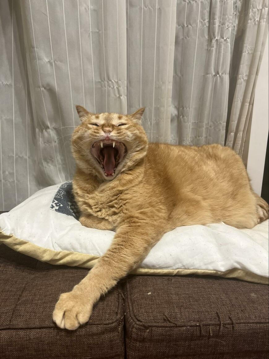 大あくびする猫