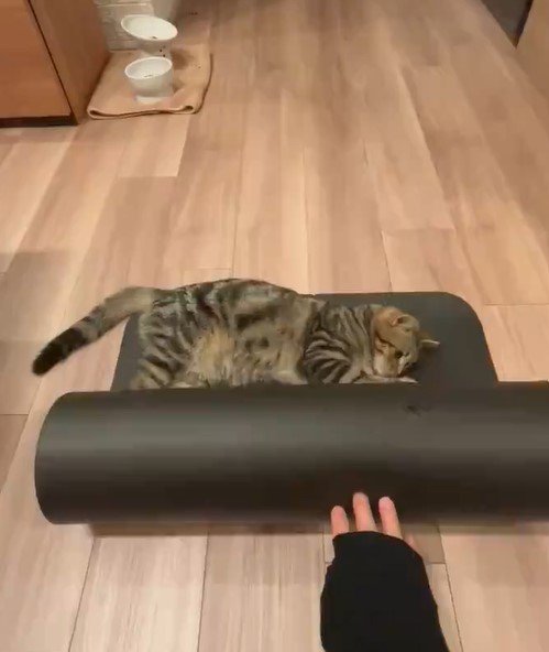 ヨガマットと猫