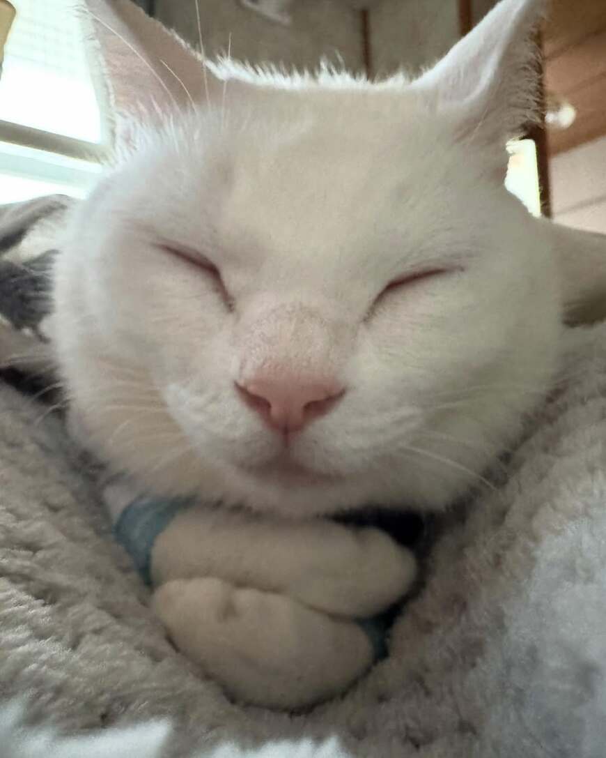 手を重ねて眠る猫