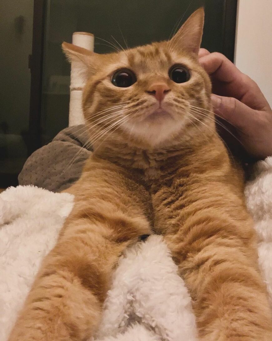 飼い主からなでられている猫