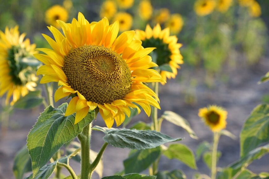 黄色い花を咲かせている、ヒマワリ