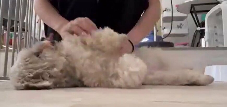 エンジョイする犬