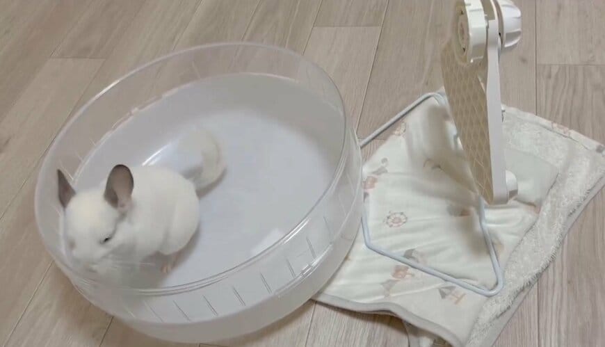 チンチラと回し車