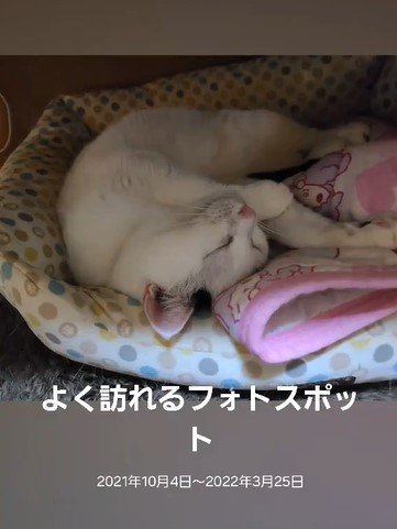 猫のアルバム画像