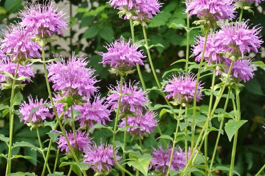 丸みを帯びた、薄紫のモナルダの花々