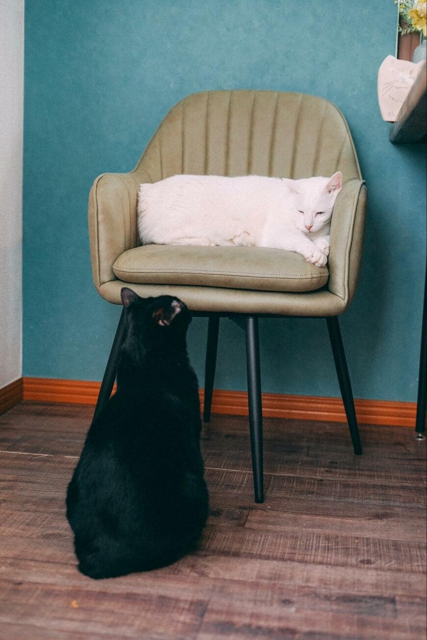 椅子と2匹の猫