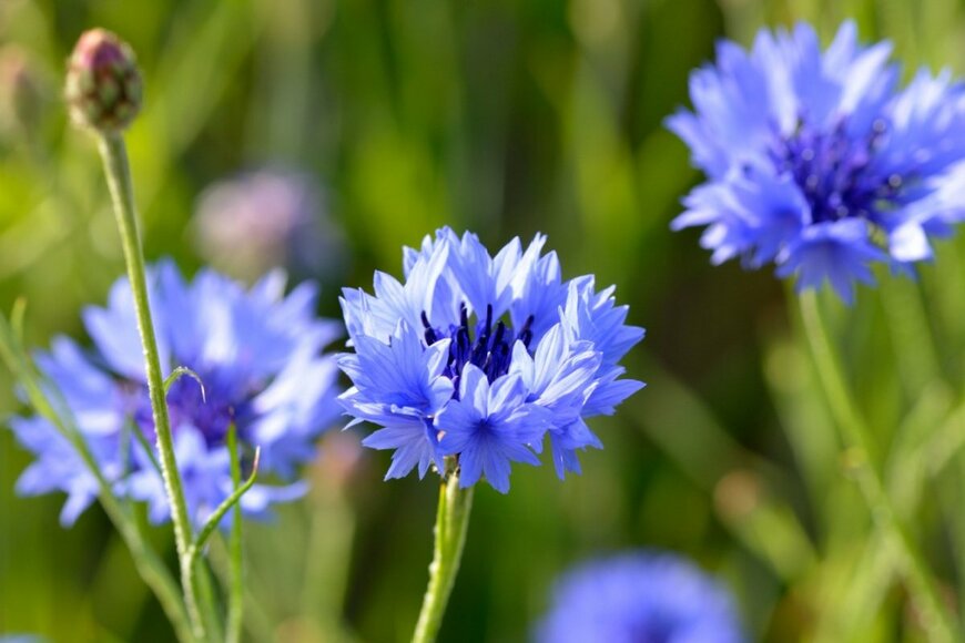 ヤグルマギクが咲いている。色は紫がかった青。