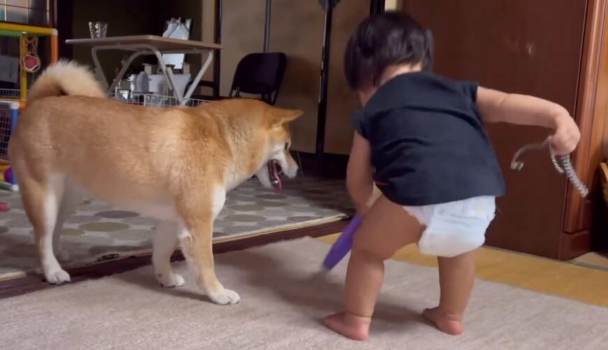 柴犬と赤ちゃん