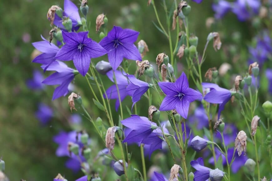 紫色のキキョウの花が咲く様子