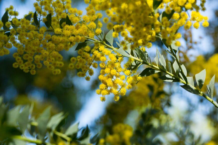 三角葉アカシア