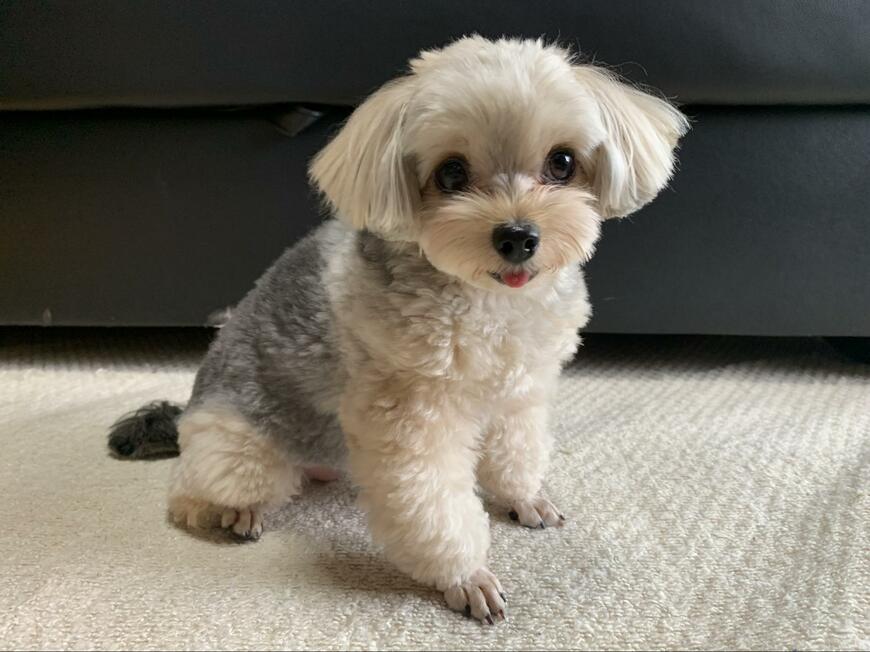 成長した犬