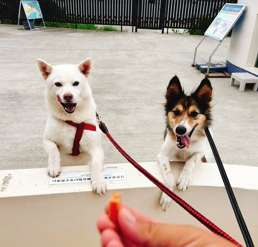 かわいい看板犬
