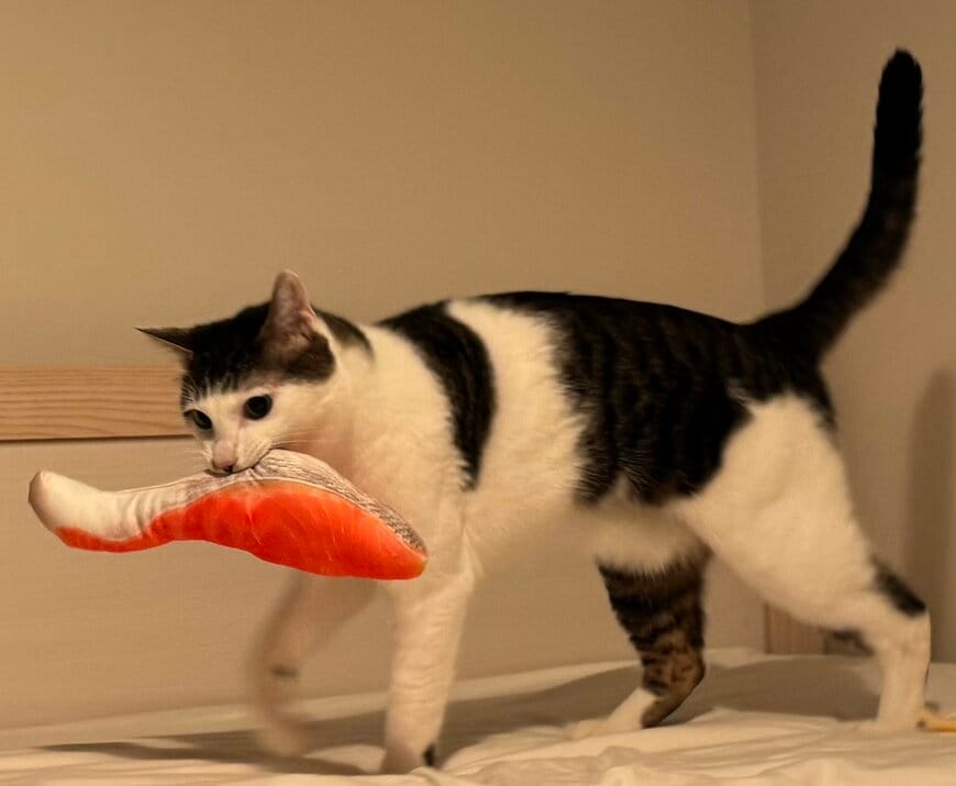 おもちゃを運ぶ猫