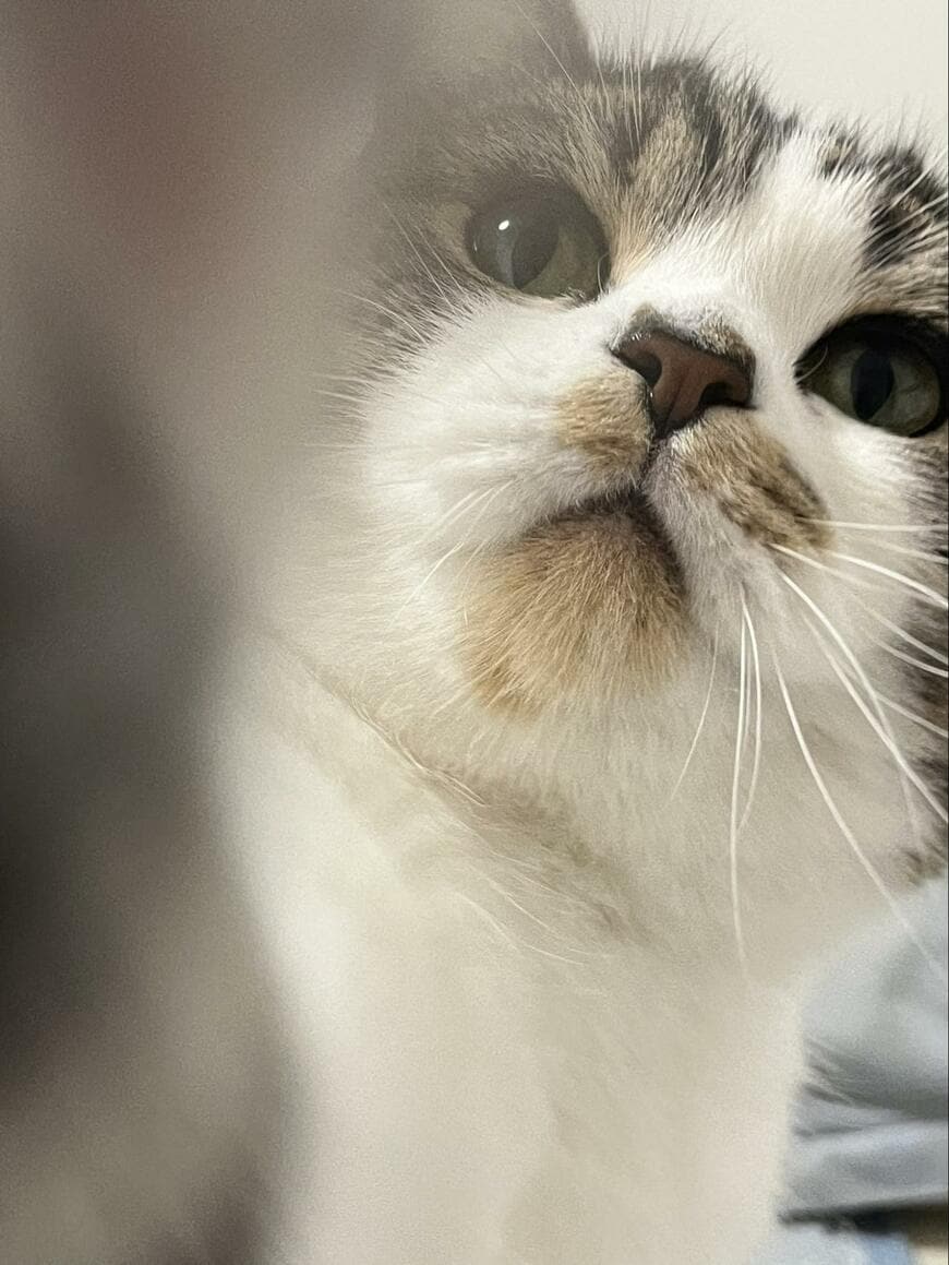 猫パンチを繰り出す猫