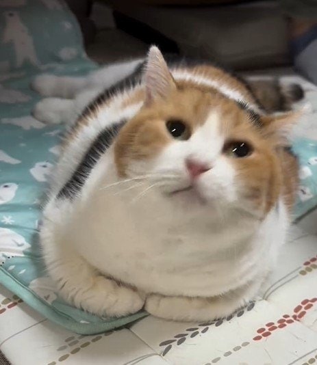 お尻ポンポンが好きな猫