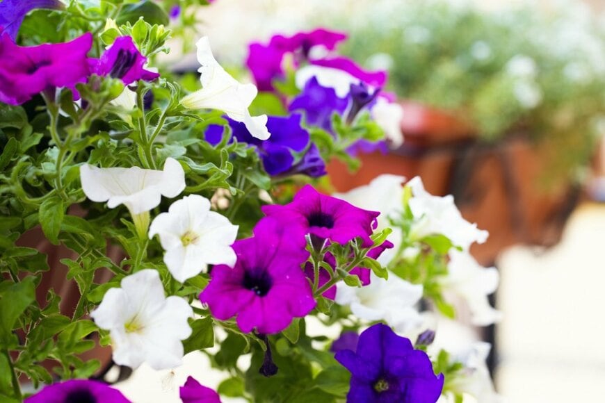 ペチュニアの花が咲いている。色は白、濃いピンク、濃い紫。