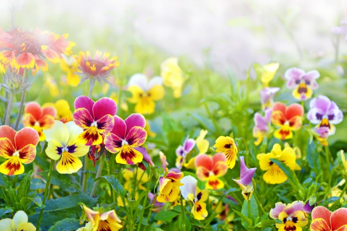 写真 | 【冬のガーデニング】冬に咲く花で冬花壇を華やかに！寒さに強い〈一年草・多年草〉おすすめ6選 【ガーデニング豆知識】一年草と多年草の ...