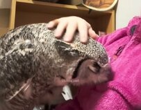 【甘えん坊のフクロウ】母ちゃんのお腹をガジガジ...甘えまくるフクロウにほっこり