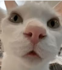 「破壊力ハンパない…！」迫りくる猫ちゃんのあまりの近さにSNSユーザーがクギづけ