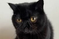 【猫の謎のこだわり】ご飯の後に顔は拭かないのに…　意外なパーツを徹底的にお手入れする姿に「かわいい」