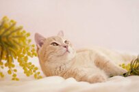 【老齢年金の一覧表】厚生年金・国民年金「60歳代・70歳代・80歳代」一番高いのは何歳？