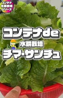 食費の節約【サンチュのコンテナ水耕栽培】100均資材＆省スペース＆週イチ作業で年間1000枚超収穫！？