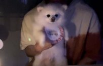 自分の誕生日なのに「嬉しそうじゃない」犬さん…　その理由にホッコリ「来年はニコニコにする！」