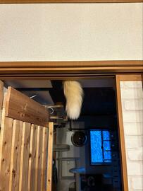 天井からコッペパンが生えている！？　まさかの正体が51万回表示