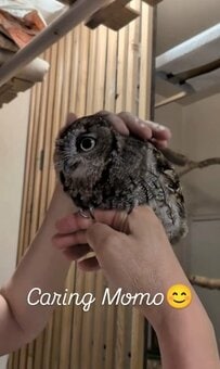 【うっとりフクロウ】飼い主さんと至福のひととき　よく見ると…→背後からの熱視線に笑ってしまう