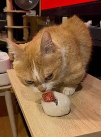苺大福に興味津々な猫ちゃん…かと思いきや？意外なリアクションに「可愛すぎる！」の声