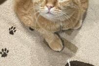 元保護猫「行かにゃいで～」出勤前の切ない表情に「これは仕事行けない」の嵐