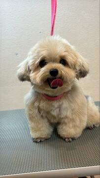 【意外】トリミング前モフモフ姿の犬が話題！犬らしからぬビフォーアフターに悶絶の声