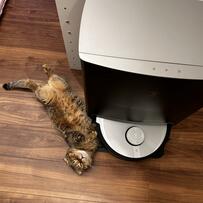 「しばらくお掃除できないな…」SNSを笑顔にした猫ちゃんのキュートすぎる行動とは