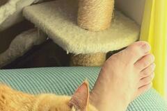 猫ギプスで出社を阻止する2匹が話題「この写真見せたらわかってくれますか…」