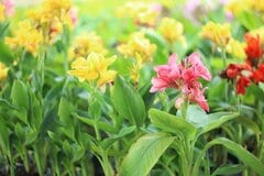 【ガーデニング】夏咲き＆秋咲き球根オススメ6選！いまが植えどき！