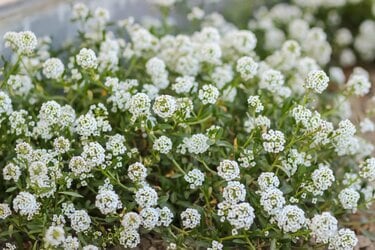 今が植えどき！雪のような白い花でつくる《秋冬のホワイトガーデン》秋