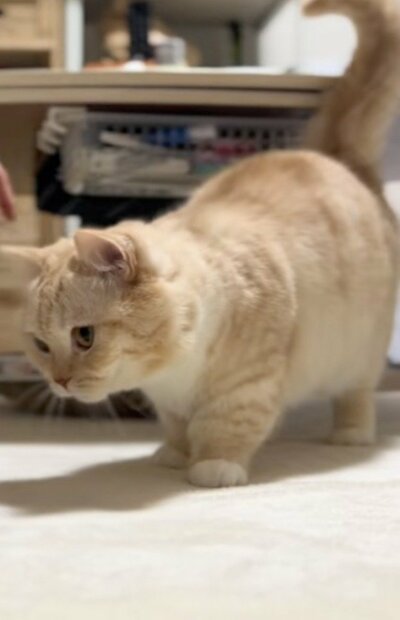 短い足が可愛らしい縫くん