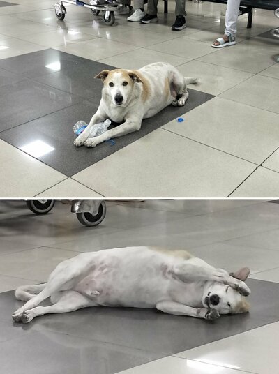 自由すぎるワンちゃんに笑ってしまう