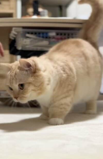 短い足が可愛らしい縫くん