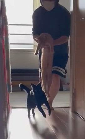 写真 | 【悶絶】「猫を抱えて走る→逃げる」が繰り返される「猫さんと