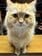 「猫のローアングルでしか得られない栄養素」を収めたユニークな一枚　正面写真とのギャップが可愛い