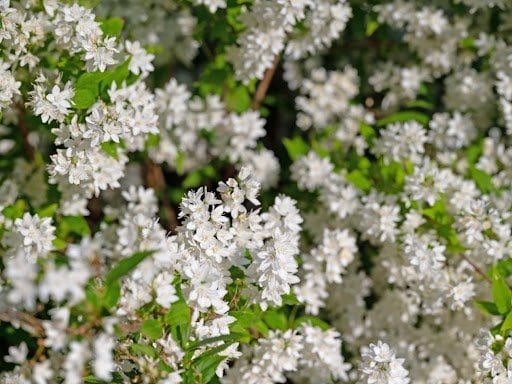 【狭いお庭にもなじむ】毎年おしゃれな花が咲く「小さめ低木」3選《玄関先やアプローチに》