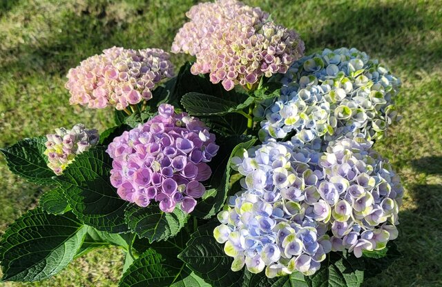初夏から秋まで楽しめるアジサイ！植えてよかった「ハイドランジア」シックなカラーもおしゃれで素敵！3か月以上咲き続けます