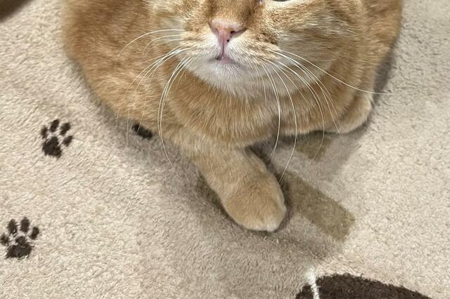元保護猫「行かにゃいで～」出勤前の切ない表情に「これは仕事行けない」の嵐