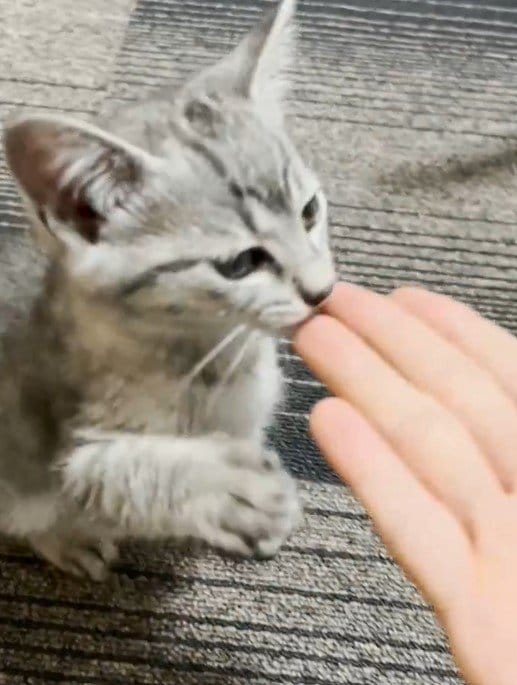 子猫に「お手」を覚えさせようとしたら　まさかの結果に「天才」の声