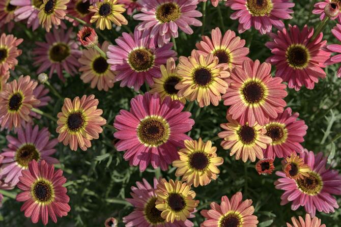 マックスマムの写真