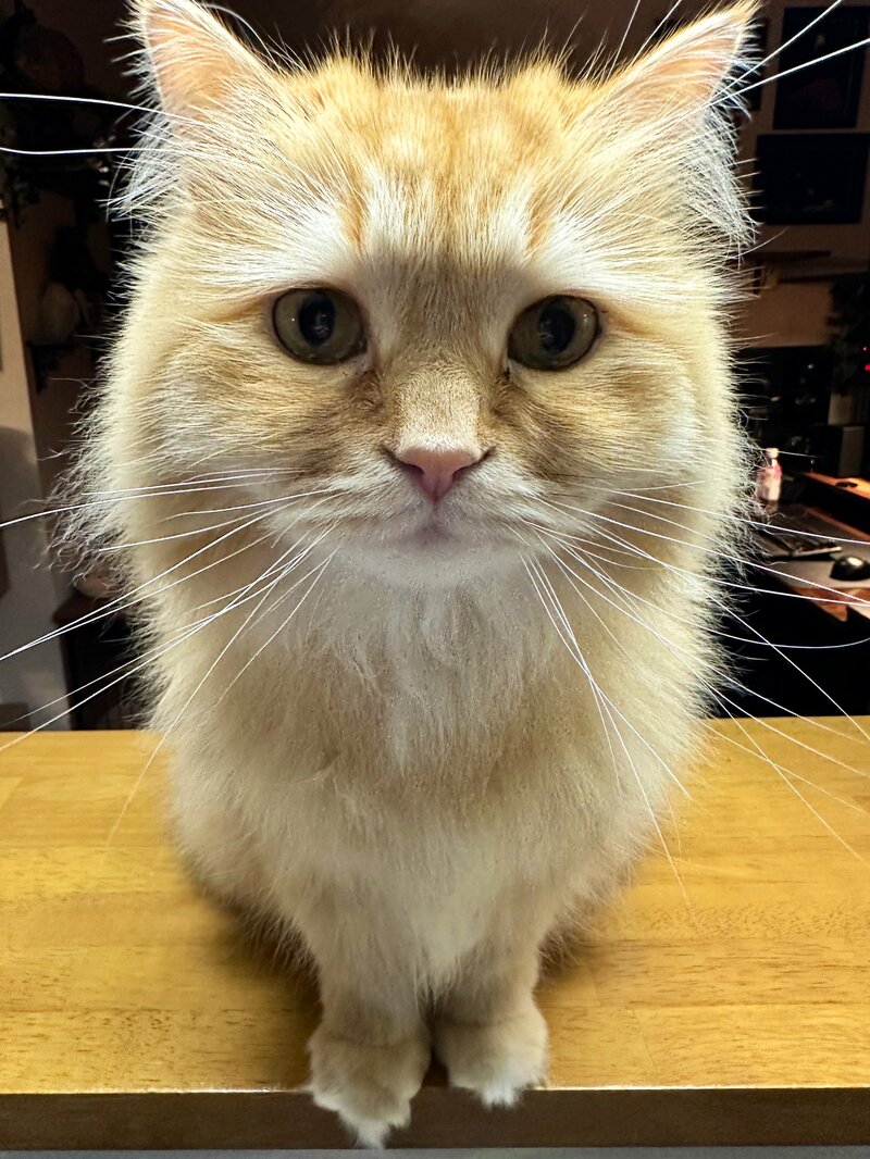 「猫のローアングルでしか得られない栄養素」を収めたユニークな一枚 正面写真とのギャップが可愛い